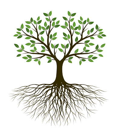 Green Tree of Life. Silhouette shape with Leaves and Roots. Vector outline Illustration. Plant in Garden. Royalty free vector object.