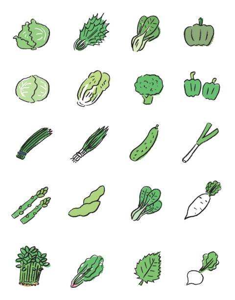 녹색 야채 아이콘 - 배추 stock illustrations