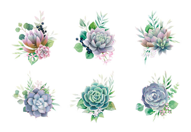 Greenery and succulent, romantic bouquets for wedding invite or greeting card. element set. Greenery and succulent, romantic bouquets for wedding invite or greeting card. element set. vector. succulent plant stock illustrations