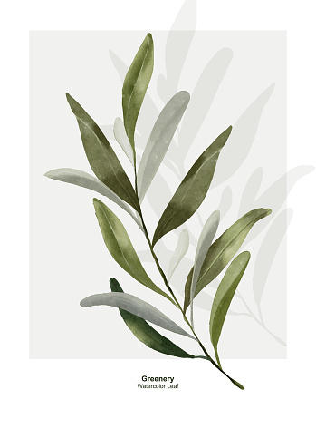 Greenery leaf watercolor vector design