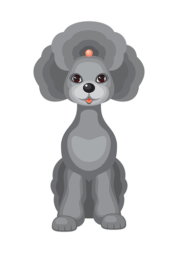 grey standard poodle