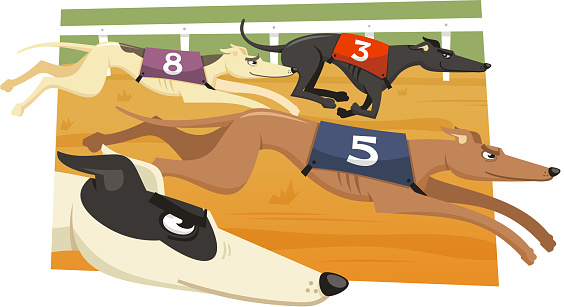 Greyhound Dog Race Racing Dogs