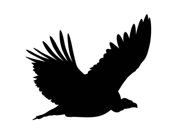 Griffon vulture Vector illustration of flying Griffon vulture  silhouette carrion stock illustrations
