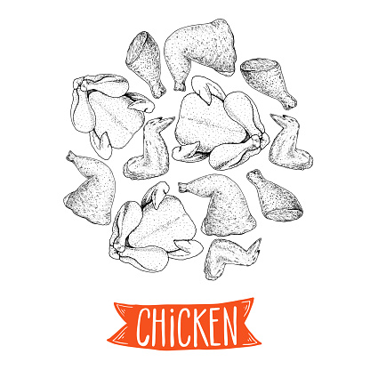 Grilled and Fried chicken. Hand drawn sketch illustration. Grilled chicken meat top view. Vector illustration. Engraved design. Restaurant menu design template.