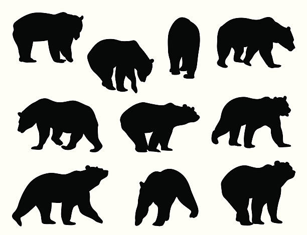 Grizzly Bears A-Digit brown bear stock illustrations