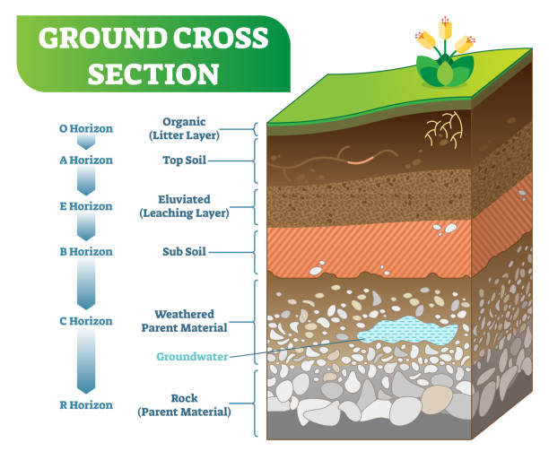 Ground Cross Section vector illustration with organic, topsoil, subsoil and other horizon levels. Ground Cross Section vector illustration with organic, topsoil, subsoil and other horizon levels. Geological information poster. soil stock illustrations