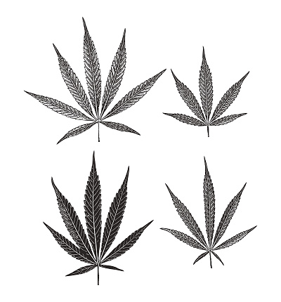 Group of 4 cannabis leaves