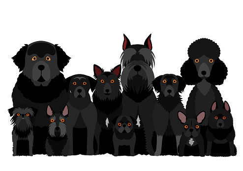 group of  black dog