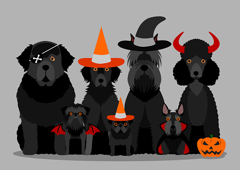 group of  black halloween dog