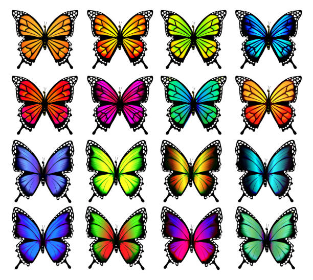 Group of Colorful Butterflies. Butterfly silhouette. Vector illustration. Group of Colorful Butterflies. Butterfly silhouette. Vector illustration. pink monarch butterfly stock illustrations