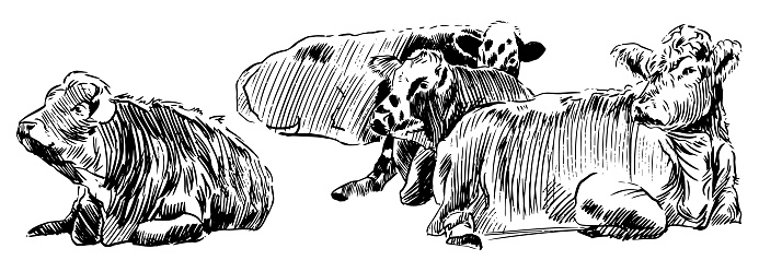 Group of Cows lying meadow Hand drawn in a sketch style black and white