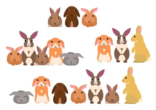 bildbanksillustrationer, clip art samt tecknat material och ikoner med grupp av kaniner - dwarf rabbit
