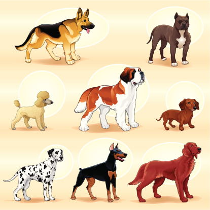 A groups of different dog breeds