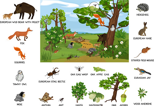 Grove biotope with different animals (mammals, birds, insects) and plants in their natural habitat. Ecosystem of forest