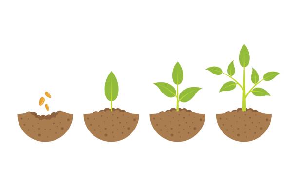 growing plant in process. on white background. growing plant in process, concept of planting process in flat design, how to grow tree from the seed in the garden easy step by step. Vector illustration seed stock illustrations
