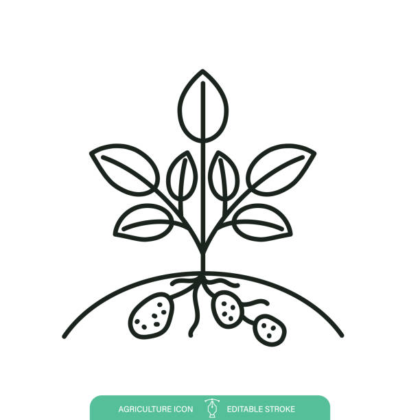 Growing Potato Plant Agriculture Line icon On A Transparent Background Potato Plant Farming & Agriculture icon on a transparent base. The icon can be placed on any color background. The lines are editable. Contains vector eps file and high-resolution jpg, potato clipart stock illustrations