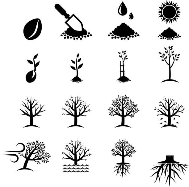 Growing Tree Process black & white vector icon set Growing Tree  autumn symbols stock illustrations