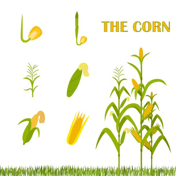 Growth stages from seed to adult plant. Infographics the growing corn. Growth stages from seed to adult plant. corn field stock illustrations