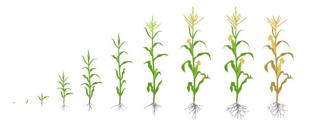 Growth stages of Maize plant. Corn phases. Vector illustration. Zea mays. Ripening period. The life cycle. Use fertilizers. On white background. Growth stages of Maize plant. Corn phases. Vector illustration. Zea mays. Ripening period. The life cycle. Use fertilizers. On white background. Flat color drawing on white background. Maize is widely cultivated throughout the world. corn stock illustrations