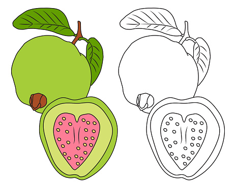 Guava Copy coloring