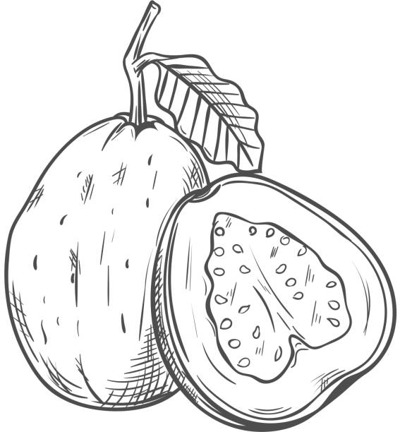 ilustrações, clipart, desenhos animados e ícones de goiaba comestível frutas tropicais inteiras e cortadas isoladas - doce de goiaba