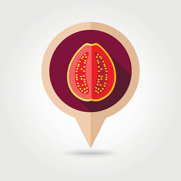 ilustrações, clipart, desenhos animados e ícones de ícone do mapa de pinos planos guava. frutas tropicais - doce de goiaba