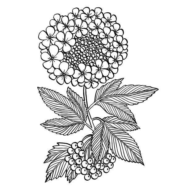 Guelder rose  flower line art drawing vector art illustration