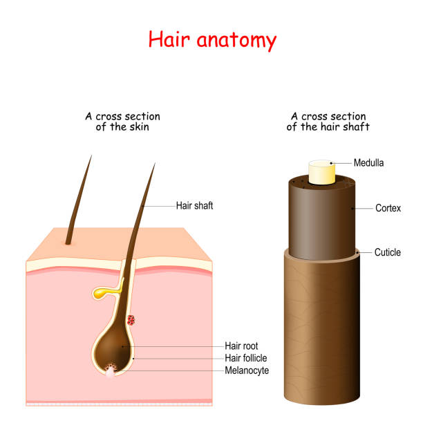 Hair anatomy. cross section of the skin with Melanocytes, Hair root, and shaft. Hair anatomy. cross section of the skin with Melanocytes, Hair root, and shaft. Part of the hair shaft: Cuticle, Medulla, Cortex hair structure stock illustrations