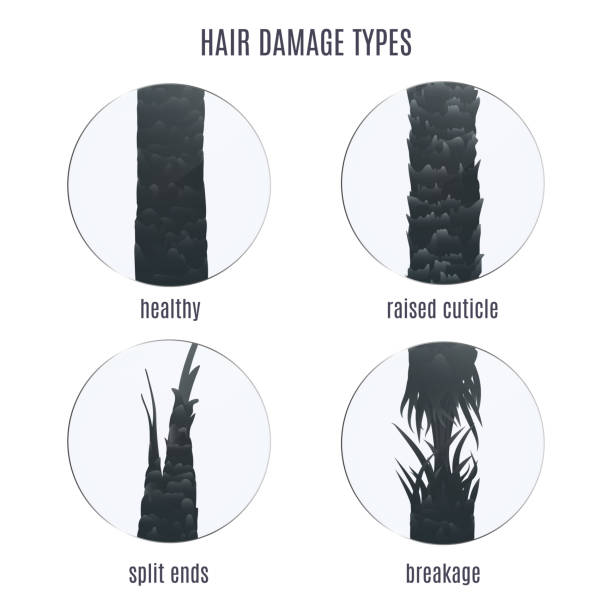 Hair damage types set under the microscope Surface of healthy and damaged hair under the microscope. Hair follicle condition closeup set. Problem of split ends, breakage and raised cuticle. Trichology medical concept. Vector illustration. hair structure stock illustrations