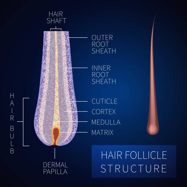 Hair follicle structure Hair bulb under the microscope. Follicle structure closeup. Removal, treatment and transplantation concept. Medical educational symbol. Body anatomy vector illustration. hair structure stock illustrations