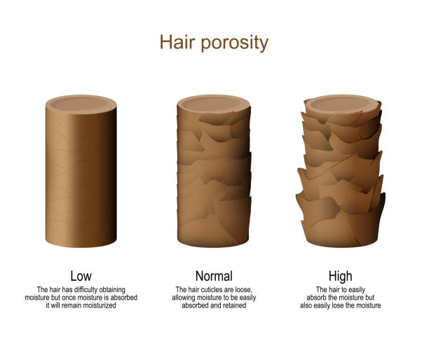 hair porosity hair porosity.  Low - difficulty obtaining moisture. Normal - allowing moisture to be easily absorbed and retained. High - hair to easily lose the moisture hair structure stock illustrations