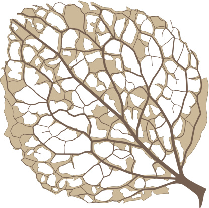 dry and half decayed single leaf of hydrangea vector