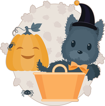 Halloween vector illustration. Scotch terrier in witch hat in basket