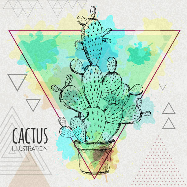 Hand drawing cactus vector illustration on artistic watercolor triangle background Hand drawing cactus vector illustration on artistic watercolor triangle background cactus drawings stock illustrations