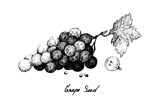 Hand Drawing of Fresh Juicy Red Grapes with Seed