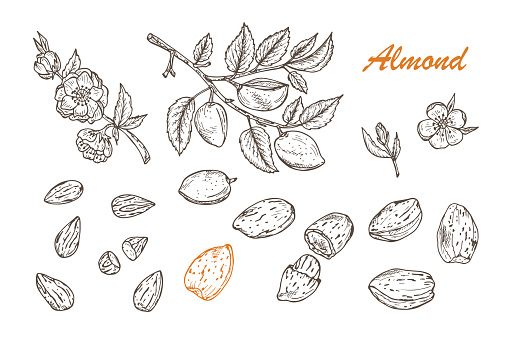 Hand drawn Almonds set: Branches with leaves and immature fruit. Blossoming almond. Nuts and kernels. Vector illustration.