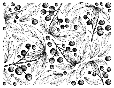 Hand Drawn Background of Allophylus Edulis Fruits