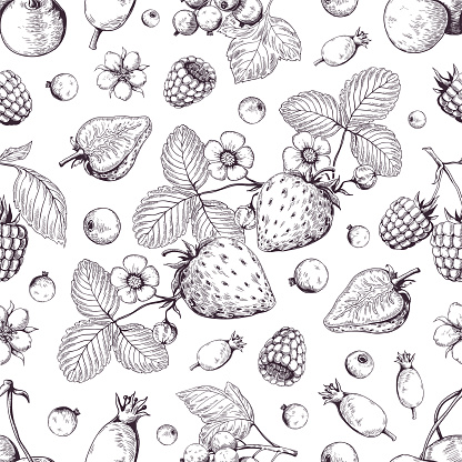 Hand drawn berries pattern. Vintage forest cherry strawberry blackberry cranberry sketch drawing. Vector dessert menu background