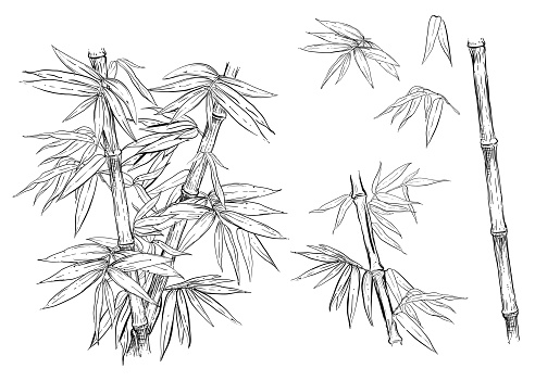 Hand drawn black and white vector illustration set of bamboo, leaf. sketch.