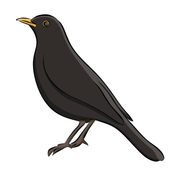 bildbanksillustrationer, clip art samt tecknat material och ikoner med hand dras blackbird skiss - nature sweden