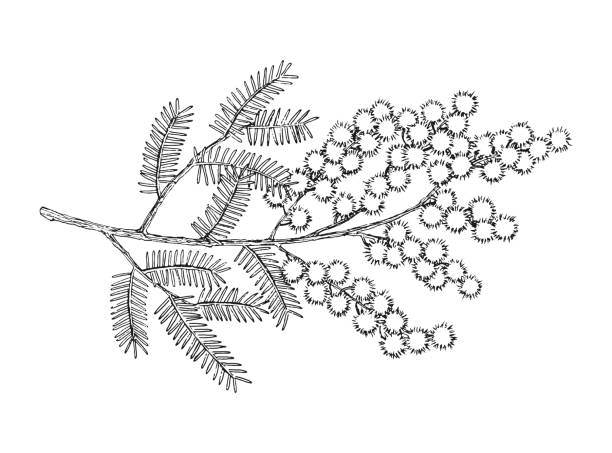 Hand drawn blooming mimosa or silver wattle flowers. Hand drawn blooming mimosa or silver wattle flowers vector illustration. acacia tree stock illustrations