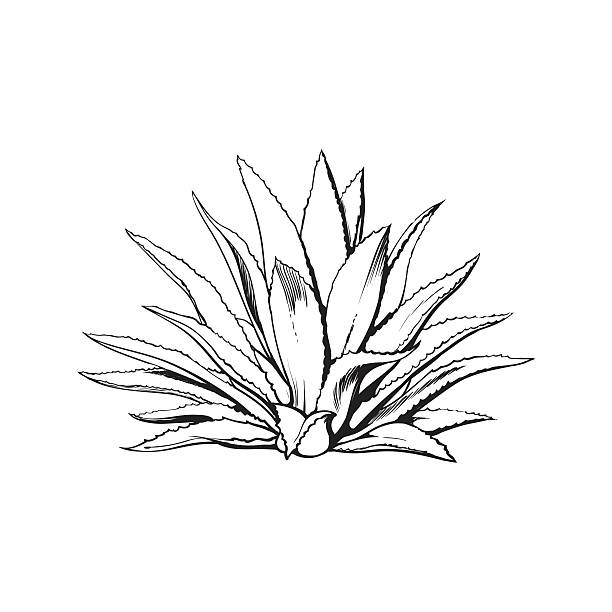 Hand drawn blue agave, main tequila ingredient Hand drawn blue agave, main tequila ingredient, sketch style vector illustration isolated on white background. Drawing black and white of agave cactus, side view, colorful illustration cactus drawings stock illustrations