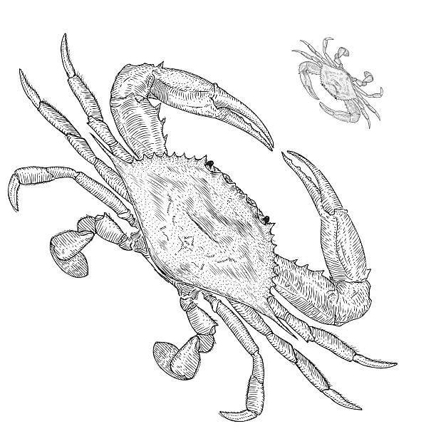 Hand Drawn Blue Crab Illustration Hand Drawn Blue Crab Vector Illustration blue crab stock illustrations