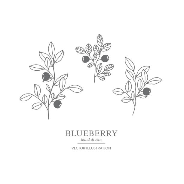 Drawing Of The Huckleberry Bush Illustrations, Royalty-Free Vector ...
