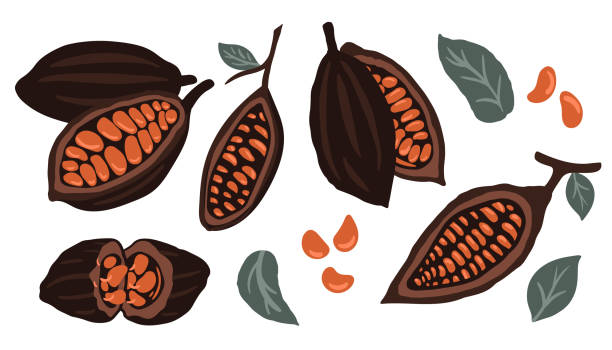 рука обращается коричневого цвета какао-бобов, семена с зелеными листьями вектор значок набор изолированных на белом фоне. иллюстрация век - cocoa stock illustrations