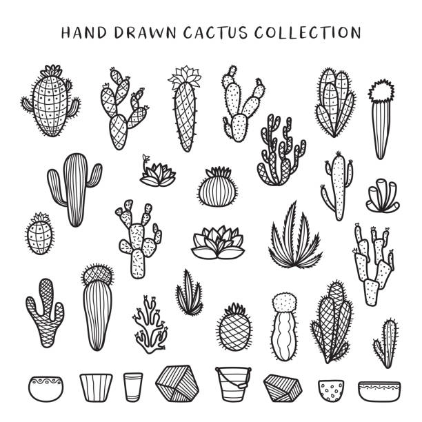 Hand drawn cactus set. Vector doodle vintage illustration. Hand drawn cactus set. Decorative floral design elements for prints, patterns, decoration needs. Vector doodle vintage illustration. cactus drawings stock illustrations