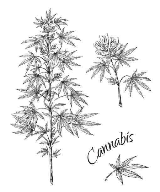 手描きの大麻。マリファナの枝の葉と円錐の線形スケッチ。白い背景に隔離されたベクトル麻植物 - marijuana点のイラスト素材／クリップアート素材／マンガ素材／アイコン素材