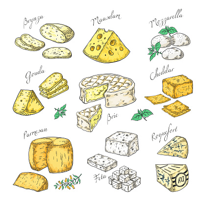 Hand drawn cheese. Doodle appetizers and food slices, different cheese types Parmesan, brie cheddar feta. Vector sketch of snacks