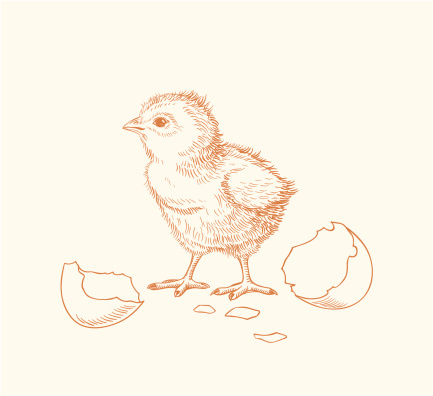 Hand drawn chick hatched out of an egg
