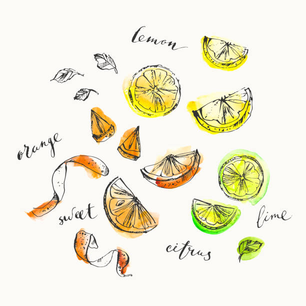 Hand drawn citrus cuts and zest top view and calligraphy elements Hand drawn citrus cuts and zest top view and calligraphy elements. Ink and watercolor stain illustration of lemon, lime, orange. For food and drink background. smoothie drawings stock illustrations